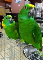 Pet Birds For Sale