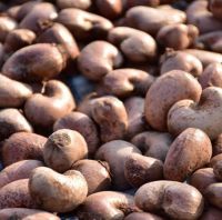 Cashew nuts 