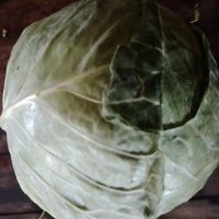 kenyan green cabbages