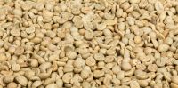 Robusta coffee beans screen 18 standard