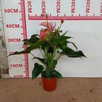 Anthurium Julie