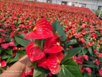 Anthurium Red