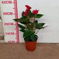 Anthurium Xiaojiao New Style