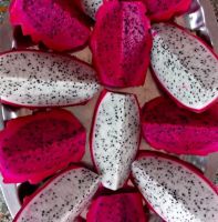 High Quality Fresh Dragon Fruit with Whatsapp: +84369952775