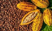 Cocoa beans