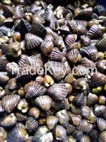 Salt water clam