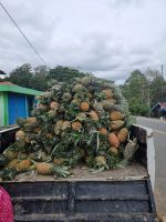 Kalimantan Fresh Pineapple