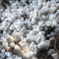 Cotton Seeds