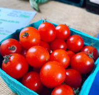 Fresh Tomatos Wholesale