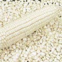 White Corn For sale