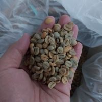 Arabica Specialty Fine Robusta Coffee Bean from West Java Indonesia