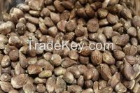 Palm Kernel