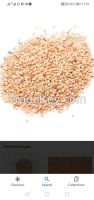 Sesame Seeds