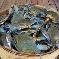 blue swimmer crab for sale
