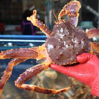 harris mud crab for sale