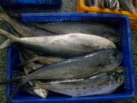 Frozen Mahi Mahi Fish For Sale