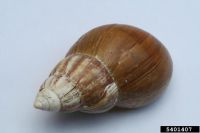 https://cn.tradekey.com/product_view/Albino-Giant-African-Land-Snails-For-Sale-Uk-9834437.html