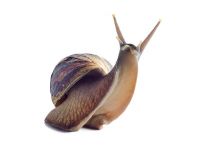 Giant African Land Snail For Sale