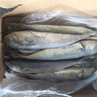 Frozen Mahi Mahi Fish For Sale