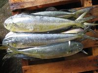 Frozen Mahi Mahi Fish For Sale