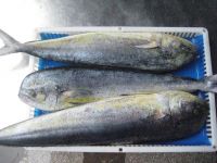 Frozen Mahi Mahi Fish For Sale