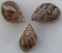 https://cn.tradekey.com/product_view/Biggest-African-Snail-9834439.html