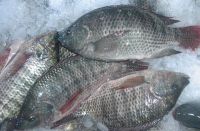 Frozen Tilapia Fish Kg