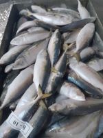 Frozen Mackerel Bait For Sale