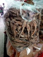 dried seahorse for sale australia