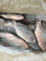 Frozen Tilapia Fish Uk