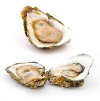 bluff oysters for sale hamilton