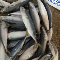 Frozen Mackerel For Sale