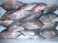 Frozen Tilapia Fish Exporters