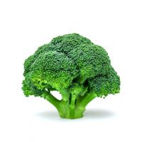 Fresh Broccoli Suppliers Denmark