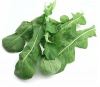 https://cn.tradekey.com/product_view/Arugula-Leaf-Suppliers-And-Suppliers-9842079.html