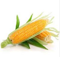 Yellow Corn Manufacturers In Usa