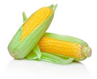 Yellow Corn Exporters In Usa