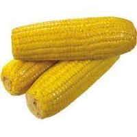 Yellow Corn Supplier In Cebu Yellow Corn Supplier In Cebu