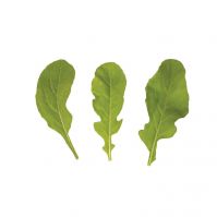 https://cn.tradekey.com/product_view/Arugula-Leaf-Suppliers-For-Sale-9842081.html