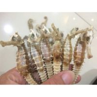 https://cn.tradekey.com/product_view/Buy-A-Dried-Seahorse-10071901.html