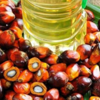 crude oil palm for sale