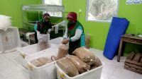 Palm Sugar Coconut Sugar Organic