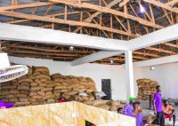 cocoa seeds, palm kernel seeds, cashew nuts