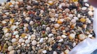 Millet (Bajra)