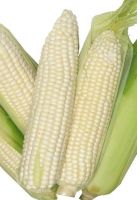 Premium-grade White Maize Perfect For