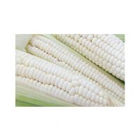 Wholesale White Maize Supply Direct From Top Producers