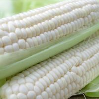 Bulk White Maize For Sale Ideal