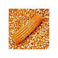 White Maize For Sale In Bulk Quality Assured Best Wholesale Rates White Maize For Sale In Bulk Quality Assured Best Wholesale Rates