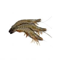 High-quality Shrimps Perfect For Restaurants And Seafood Suppliers High-quality Shrimps Perfect For Restaurants And Seafood Suppliers