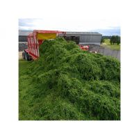 Ready to Ship Alfalfa Hay / Timothy Alfalfa Hay / Rhode Hay